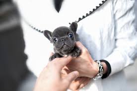 His original family had to back out due to unfortunate beautiful litter of blue and tan french bulldog puppies! Smokey Blue French Bulldog Microteacups