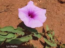 Image result for Ipomoea crassipes