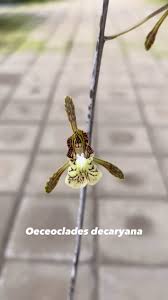 Image result for Oeceoclades decaryana