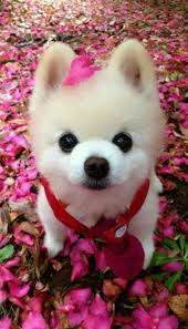 Pin By Cruzmary Ucan On Gatos Cute Baby Animals Cute Animals Baby Animals