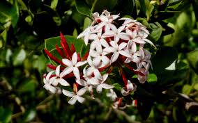 Image result for Acokanthera schimperi