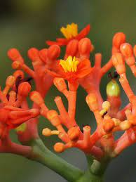 Jatropha Podagrica Unusual Plants Planting Flowers Planting Succulents