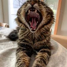 Image result for site:byggahus.se skrik