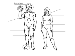 Resultado de imagen para cuerpo humano