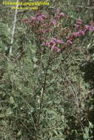 Image result for Monsonia angustifolia