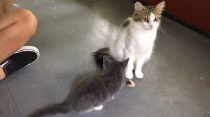 Last Week We Took In A Mama Cat And A Litter Of Kittens That Needed A Home Yesterday A Call Came In That A Single Kitten Was Lo Mama Cat Cats