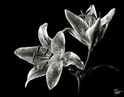 Black And White Pictures Of Lily Flowers Stargazer Lily In Black And White By Endre Balogh Stargazer Lily Stargazing Stargazer Lily Tattoo