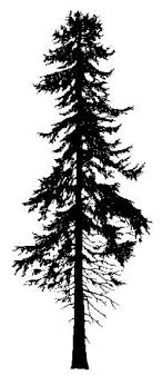 You can always download and modify the image size according to your needs. Png Clipart Clip Art Redwood Pine Tree