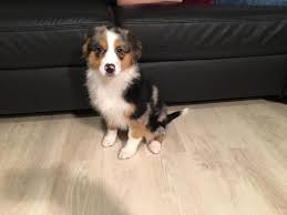 Australian shepherd welpen, aussie welpen. Moin Moin Wir Sind 5 Wunderschone Reinrassige Welpen Sind Auf Der Suche Nach Einem Zu Hause Unsere Eltern Sin Australian Shepherds Australian Shepherd Welpen