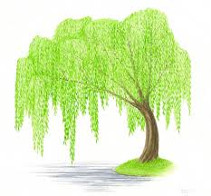 We did not find results for: Drawing Step By Step Simple Willow Tree Drawing