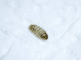 We have never failed to eliminate a carpet beetle infestation. The Problem With Carpet Beetle Larvae