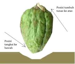 Agar kelengkeng berbuah lebat tanpa musim, sebaiknya lakukan panduan di bawah ini.baca sampai habis dan secara teliti,agar nantinya bisa langsung di terapkan untuk tanaman kelengkeng anda baik yang dalam pot maupun dalam tanah terbuka. Menanam Labu Siam Dimana Saja Bisakah Dan Gimana Caranya Pupuk Lahan