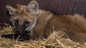 I mean not really, breed them first then i want one. Watch Rare Maned Wolves Need A Matchmaker Npr