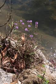 Image result for Pogostemon rogersii