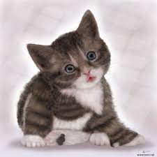 bafbouf fashion blog fashion beauty and accessories cats small kittens animals