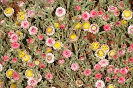 Image result for Helichrysum argyrosphaerum