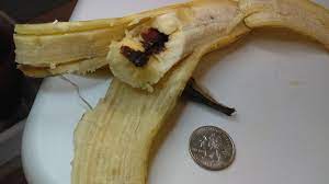 Check spelling or type a new query. My Banana Has A Hard Brown Center Down The Crack Of The Banana It S Crunchy Relatively Tasteless And Has A Sticks To Teeth Sensation After Biting Into It Oh And I Ate Some For