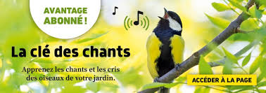 Ses endroits préférés sont les fourrés de cerisier des oiseaux, de sorte qu'une rivière ou un marais est proche. Apprenez A Reconnaitre Le Chant De La Sittelle Torchepot La Salamandre