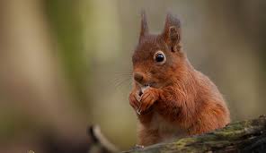 Image result for squirrel