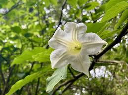 Image result for Brugmansia