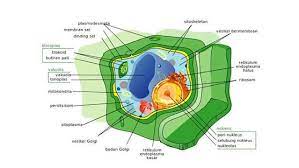 Maybe you would like to learn more about one of these? Perbedaan Sel Hewan Dan Tumbuhan Tabel Dan Klasifikasinya