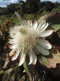 Image result for Protea madiensis