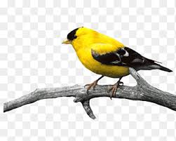 Goldfinch coloring pages | free coloring pages american eastern goldfinch iowa state bird. American Goldfinch Png Images Pngegg