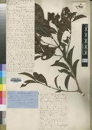 Image result for Sherbournia bignoniiflora