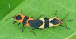 Large Milkweed Bugs Mating Oncopeltus Fasciatus Bugguide Net