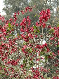 Image result for Clerodendrum fasciculatum