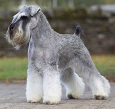 The cheapest offer starts at £150. Miniature Schnauzer Breeds A To Z The Kennel Club