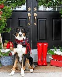 Fighting animal cruelty, promoting pet adoption, and helping you take good care of your pets! Pin By Gewrgia Kafetzakh On Kalhnyxtes Pet Resort Animal Photography Pets