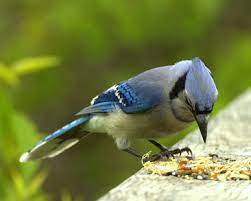 How To Feed Wild Baby Blue Jays Animals Mom Com