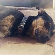 Most recently in the cis with carleton univ. Michael Lomas Michaellomas Profile Pinterest