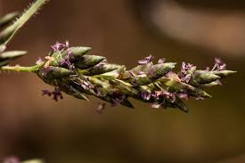 Image result for Eragrostis racemosa