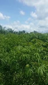 Tonnes of Cassava TMA 419 avaliable for sale at Odeda Ogun State. Call or  what'sapp 09081693888