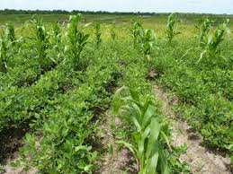 Image result for Arachis hypogaea