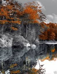 Black And White With Pop Of Color Wall Art Vinyl Wall Art Tree White Ebay Schwarz Weiss Bilder Color Splash Bilder