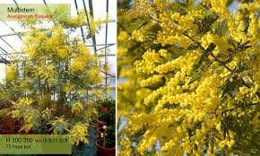 Colorful blooms for months, even in freezing temperatures why cold hardy mimosa trees? Acacia Dealbata Mimosa Tree Garden Plants Online