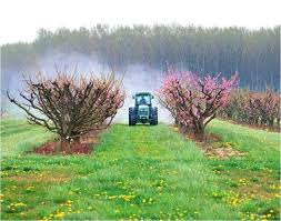 Magda, our lead florist, has over 15 years of. Integrated Pest Management Good Intentions Hard Realities A Review Springerlink