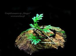 Image result for Crepidomanes inopinatum