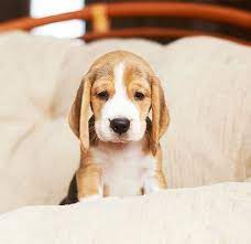 The Importance Of Teaching Your Puppy How To Be Alone