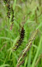 Image result for Echinochloa crus-pavonis