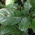 Image result for Leptactina arborescens