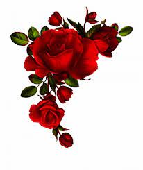 12 Flores Rojas Png Tatuajes De Rosas Rojas Flores Pintadas Fondo De Pantalla Flor Rosa