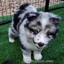 We feel blessed to live in the great state of texas, where we strive to raise and breed quality german shepherds. Pomsky Puppies For Sale In Texas Pomskies