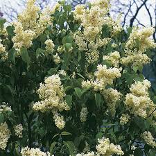 Check spelling or type a new query. Chinese Lilac Finegardening