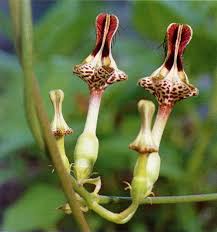 Image result for Ceropegia filipendula