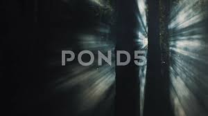 Light Rays In The Night Forest Smoke And Fog Stock Footage Night Forest Light Rays Light Rays Night Forest Forest Light