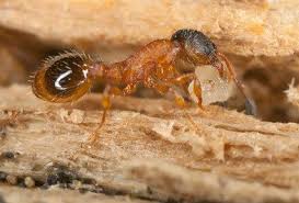 They respond to service calls daily, and will almost have a better idea of which ant treatment methods are working best in your location. Pavement Ants Types Facts And How To Identify Pavement Ant Control Holder S Pest Solutions